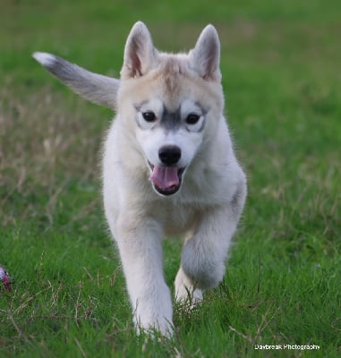 Les chiots de Siberian Husky