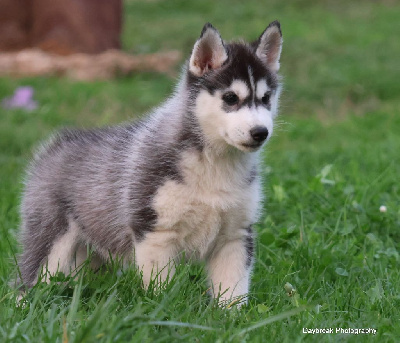 Les chiots de Siberian Husky