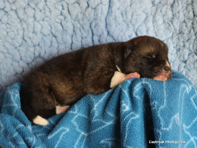 Les chiots de Akita americain