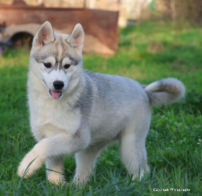 Les chiots de Siberian Husky