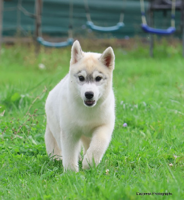 Les chiots de Siberian Husky