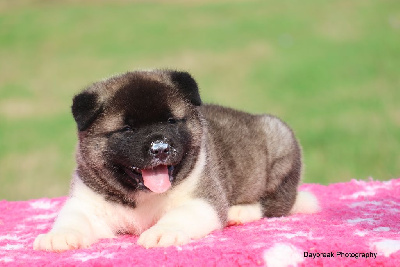 Les chiots de Akita americain