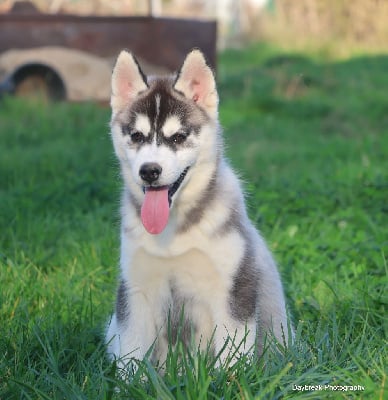 Les chiots de Siberian Husky