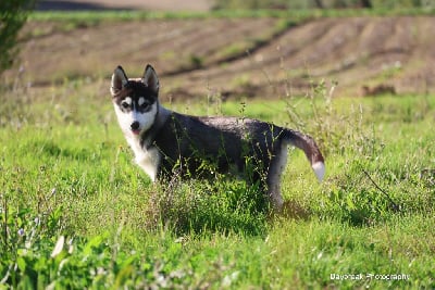 Les chiots de Siberian Husky