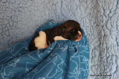 Les chiots de Akita americain