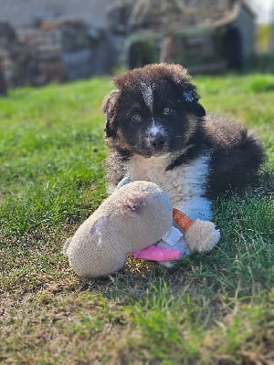 Les chiots de Berger Australien