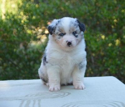 Les chiots de Berger Australien