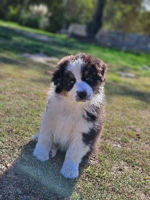 Les chiots de Berger Australien