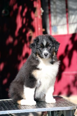 Les chiots de Berger Australien