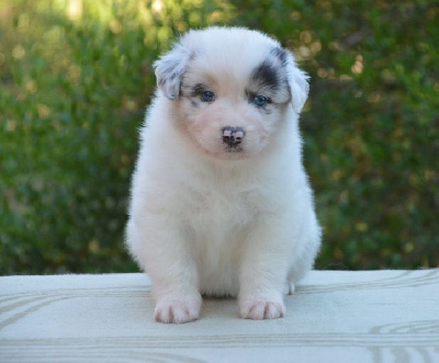 Les chiots de Berger Australien