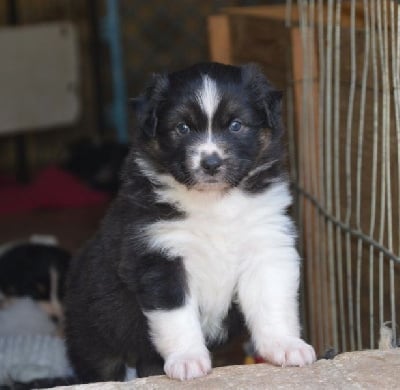 Les chiots de Berger Australien