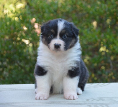 Les chiots de Berger Australien