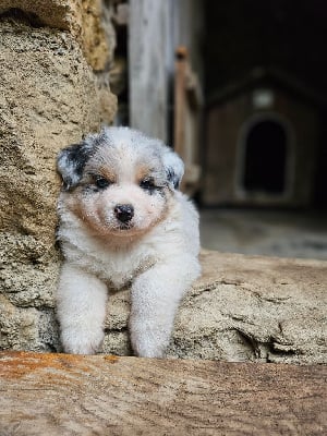 Les chiots de Berger Australien