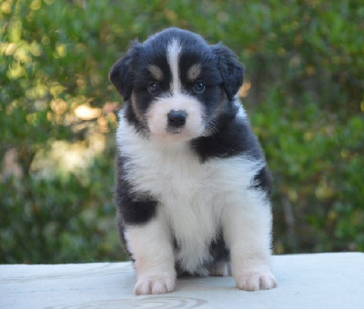 Les chiots de Berger Australien