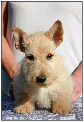 Les chiots de Scottish Terrier