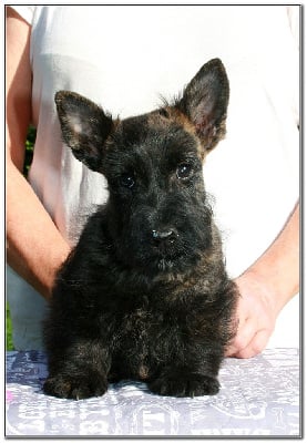 Les chiots de Scottish Terrier