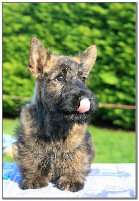 Les chiots de Scottish Terrier