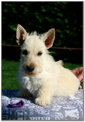 Les chiots de Scottish Terrier