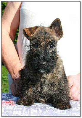 Les chiots de Scottish Terrier