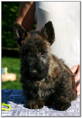 Les chiots de Scottish Terrier