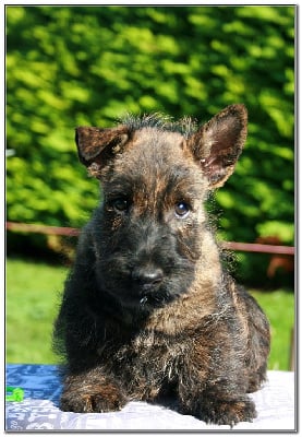 Les chiots de Scottish Terrier