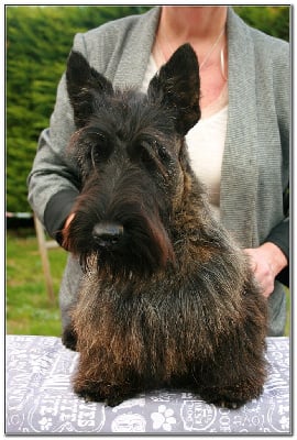 Les chiots de Scottish Terrier