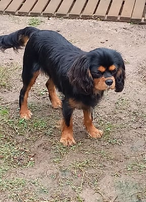 Les chiots de Cavalier King Charles Spaniel