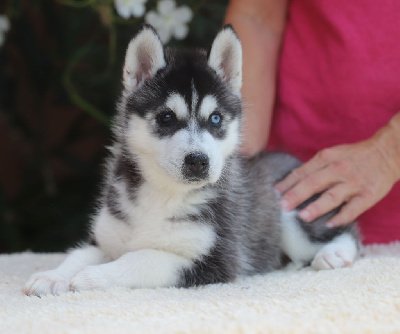 Les chiots de Siberian Husky