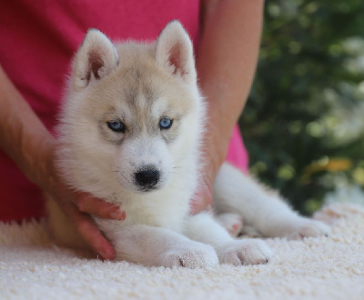 Les chiots de Siberian Husky