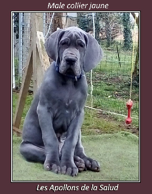 Les chiots de Dogue allemand