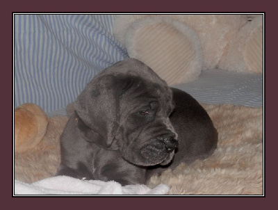 Les chiots de Dogue allemand