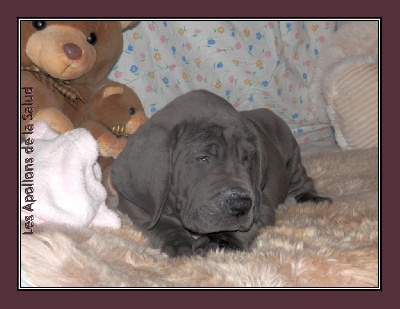 Les chiots de Dogue allemand