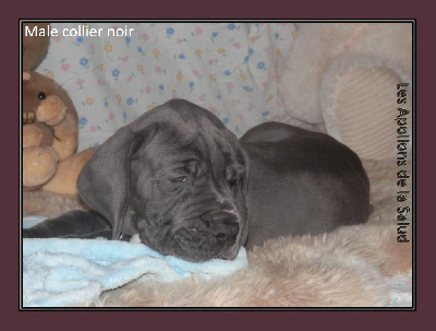 Les chiots de Dogue allemand