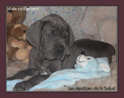 Les chiots de Dogue allemand