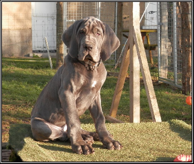 Les chiots de Dogue allemand