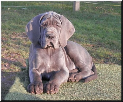 Les chiots de Dogue allemand