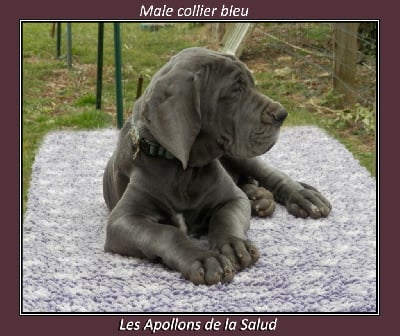 Vegas - Dogue allemand