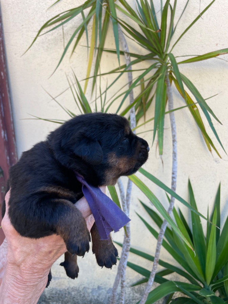 CHIOT violet - Berger de Beauce