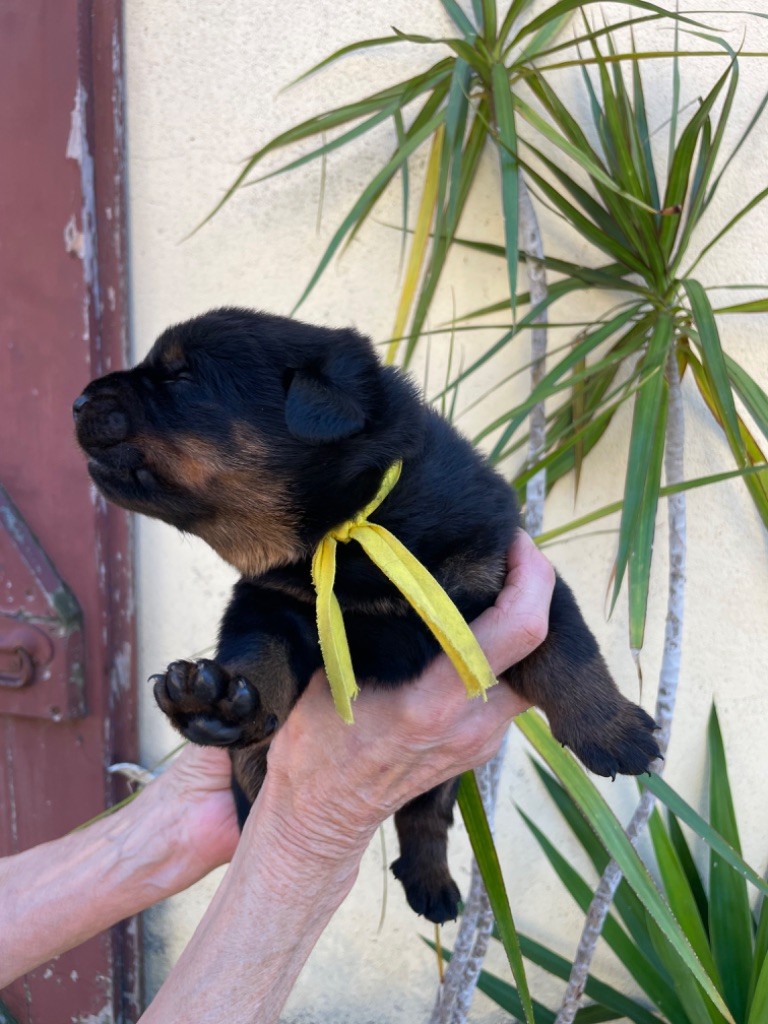 CHIOT jaune - Berger de Beauce