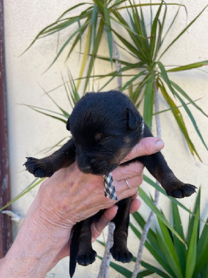 CHIOT vichy noir - Berger de Beauce