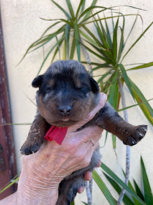 CHIOT rouge - Berger de Beauce