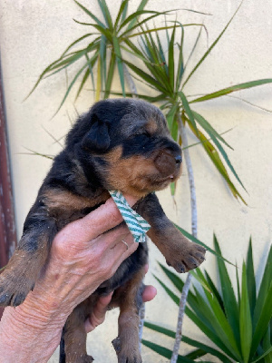 CHIOT rayé vert - Berger de Beauce