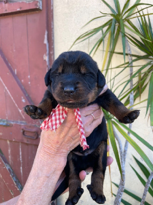 Les chiots de Berger de Beauce