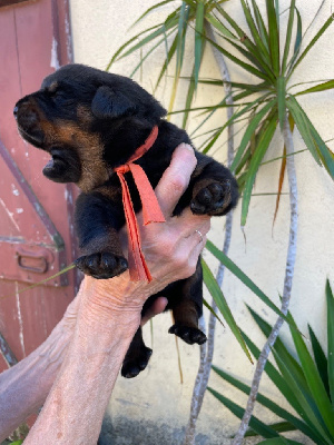 CHIOT orange - Berger de Beauce