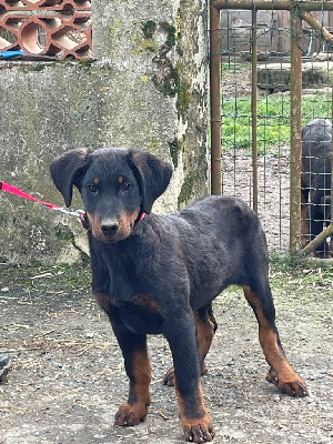 Les chiots de Berger de Beauce