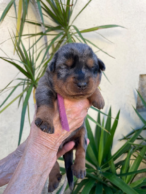 Les chiots de Berger de Beauce