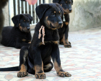 Les chiots de Berger de Beauce