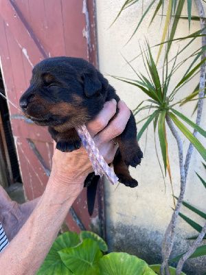 Les chiots de Berger de Beauce