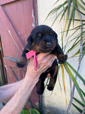 Les chiots de Berger de Beauce