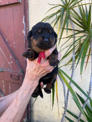 CHIOT rouge - Berger de Beauce